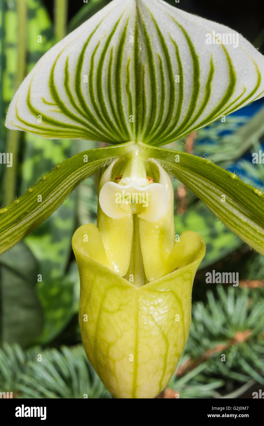 Paphiopedilum Orchideen, Venus Pantoffel Stockfoto