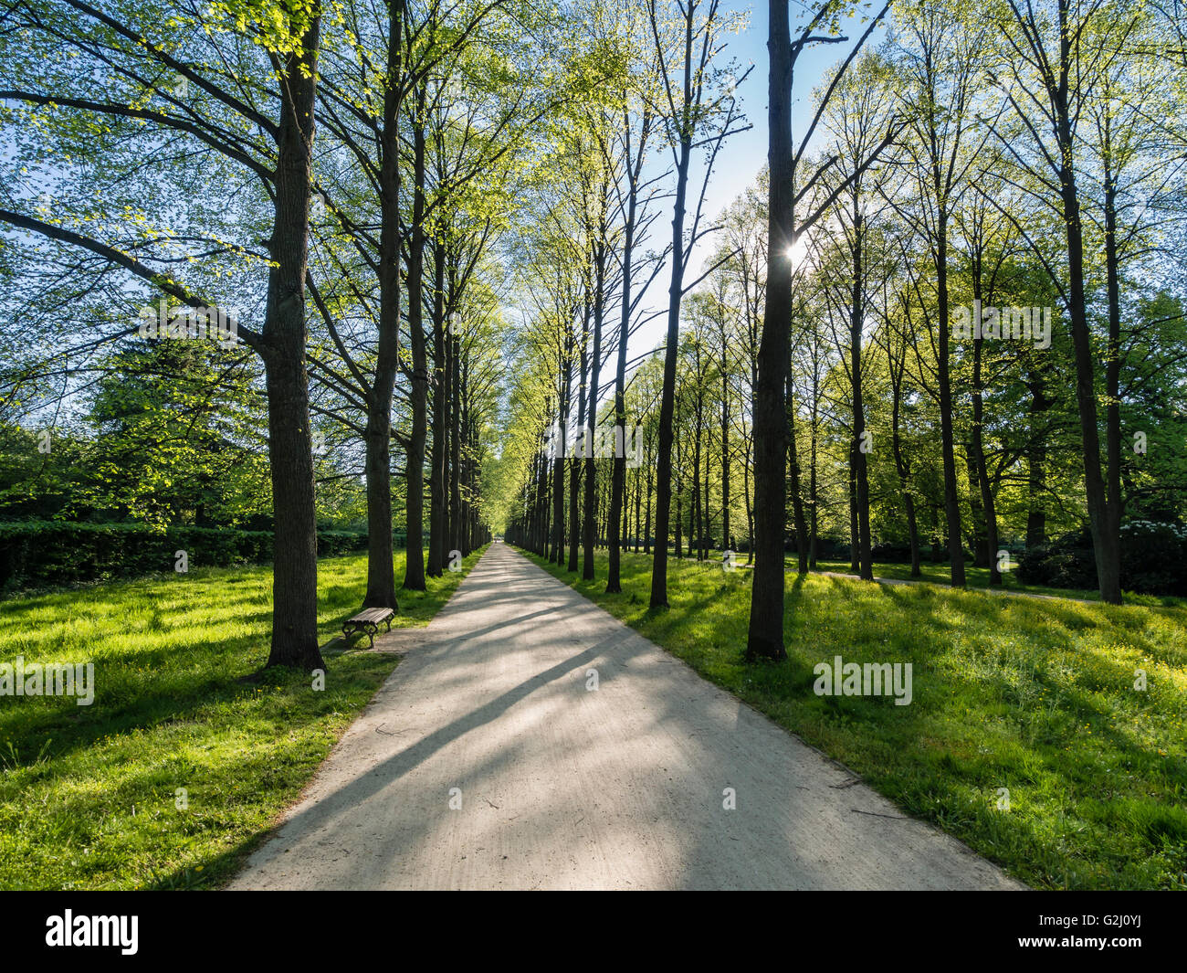 Allee der Kalk Bäume, französischer Garten, Altstadt, Celle, Niedersachsen, Deutschland Stockfoto