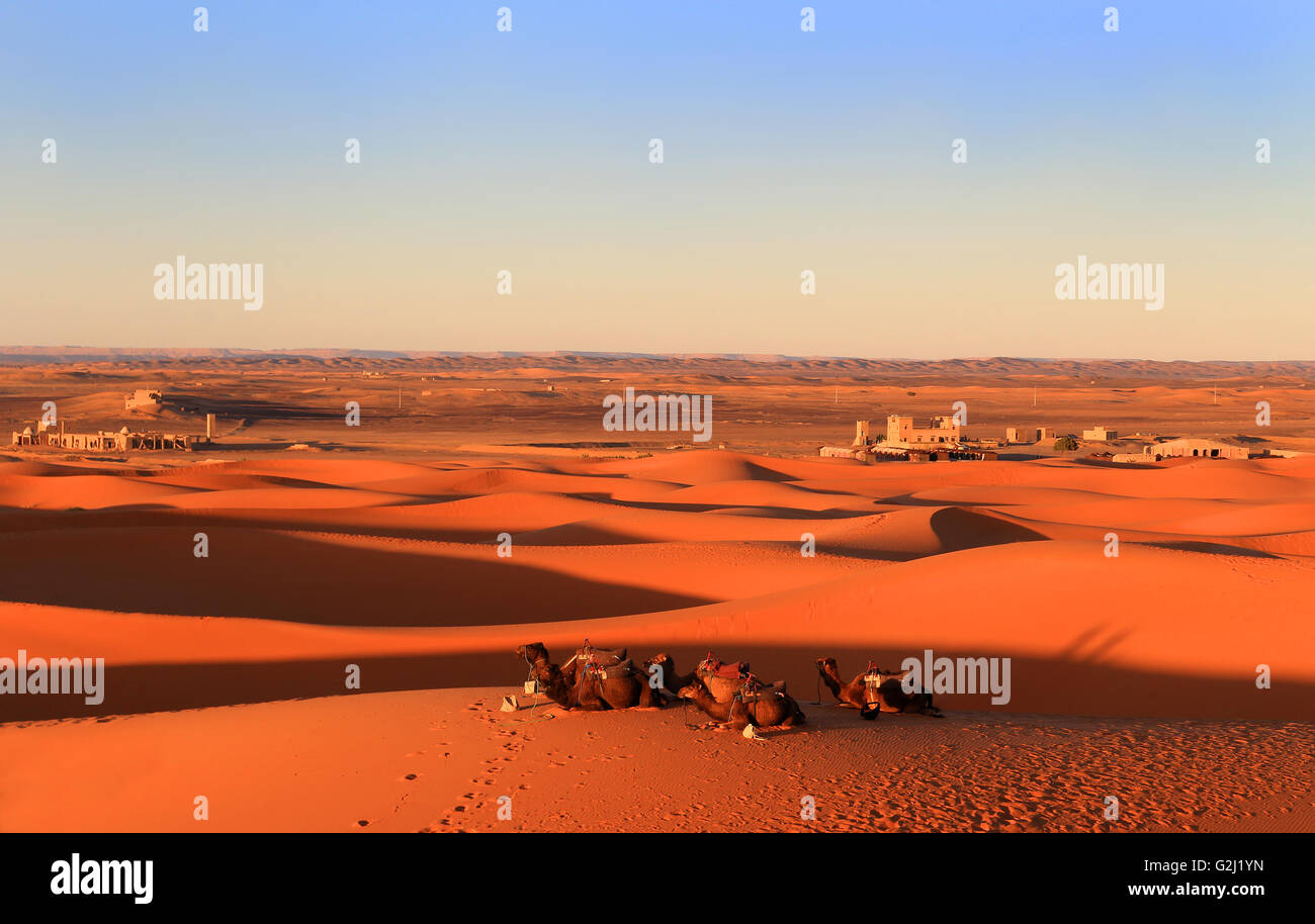 Kamele, die Ruhe am Fuße des Erg Chebbi-Dünen bei Merzouga in der Sahara Wüste, Marokko, Afrika bei Sonnenuntergang Stockfoto