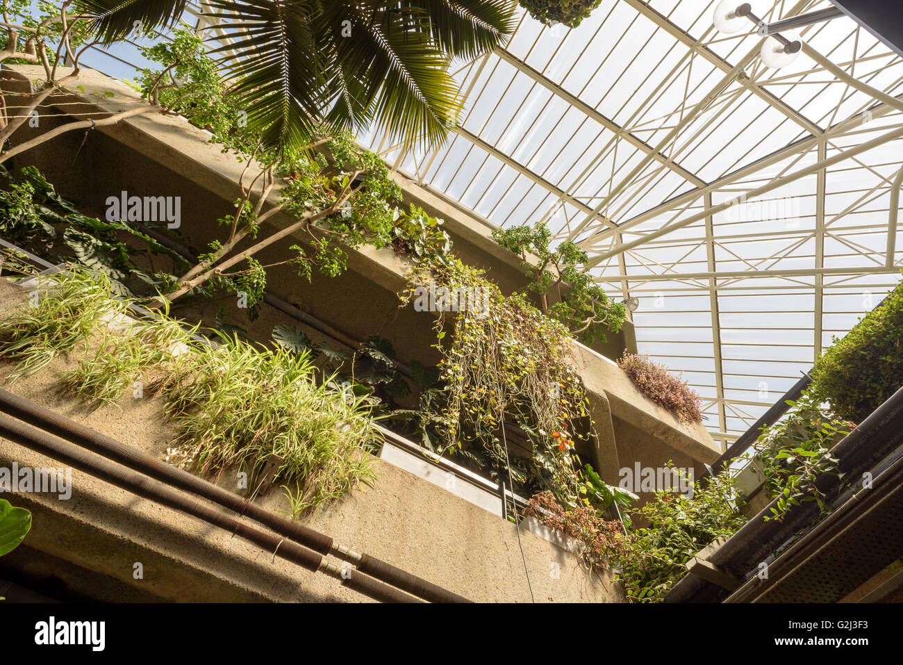 Riesige Pflanzen Bestandteil der indoor Wintergarten im Londoner Barbican Centre. Stockfoto