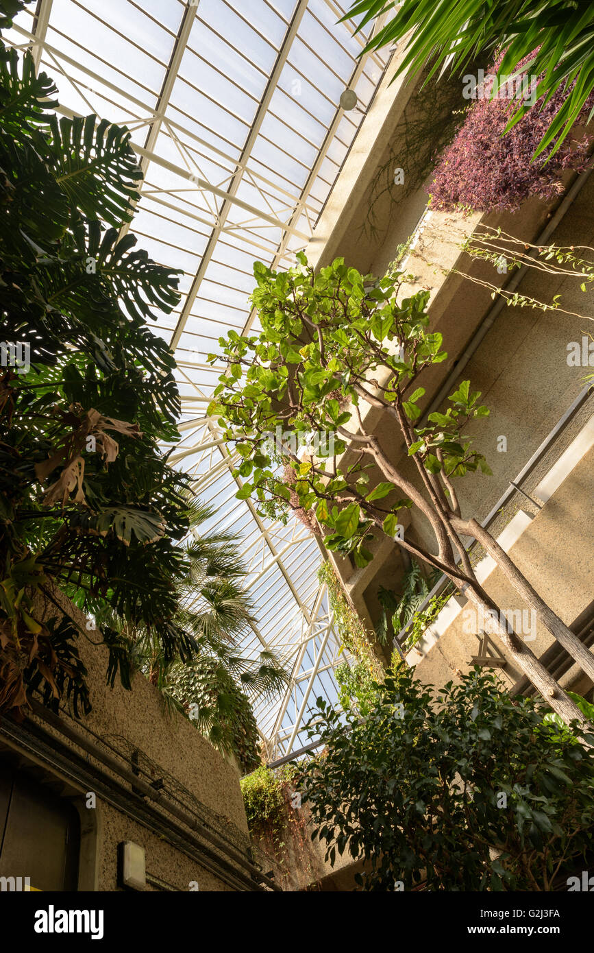 Riesige Pflanzen Bestandteil der indoor Wintergarten im Londoner Barbican Centre. Stockfoto