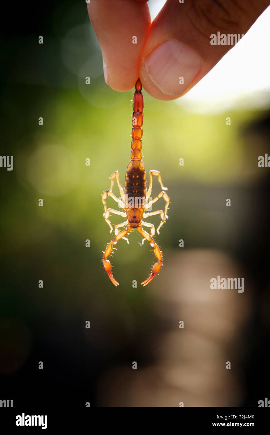 Scorpion zwischen den Fingern Stockfoto