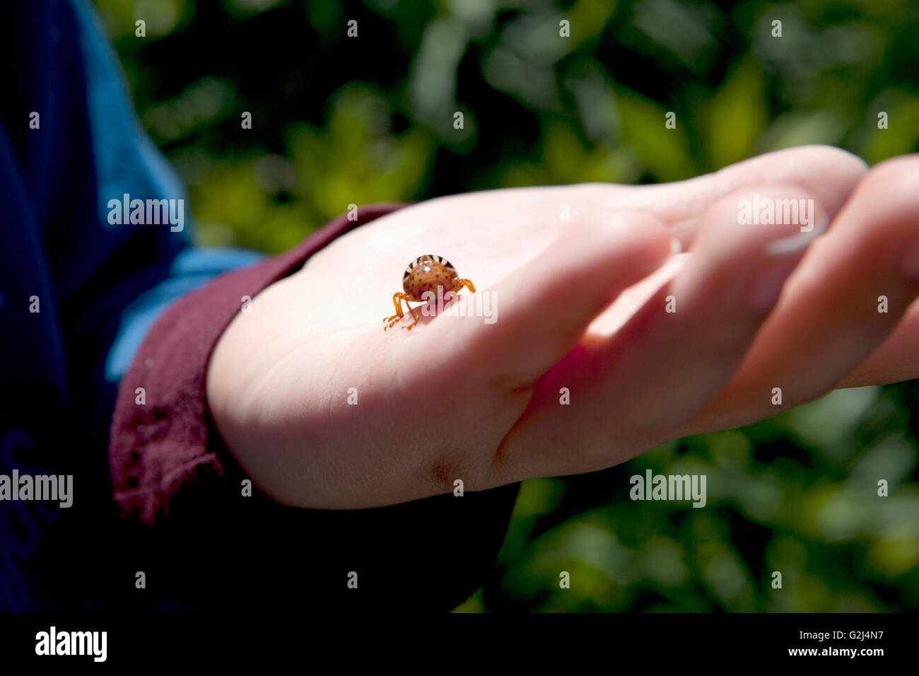 An Hand des jungen Käfer Stockfoto