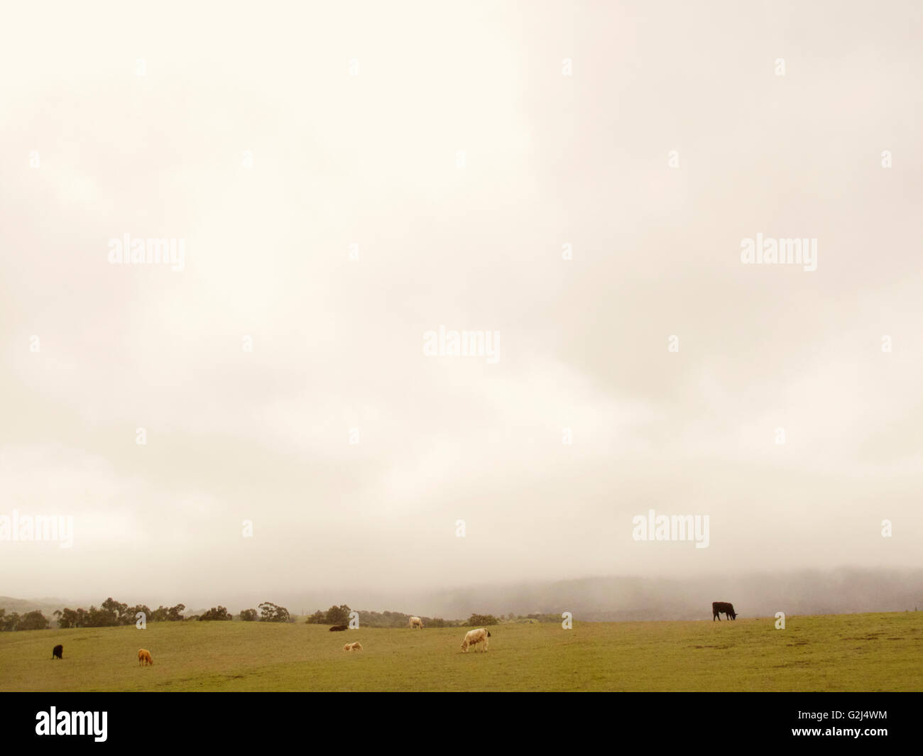 Grasende Kühe auf nebligen Landschaft, Kalifornien, USA Stockfoto