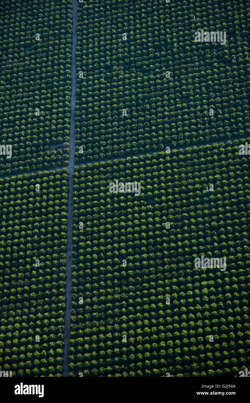 Orange Grove, High Angle View, Temecula, Kalifornien, USA Stockfoto