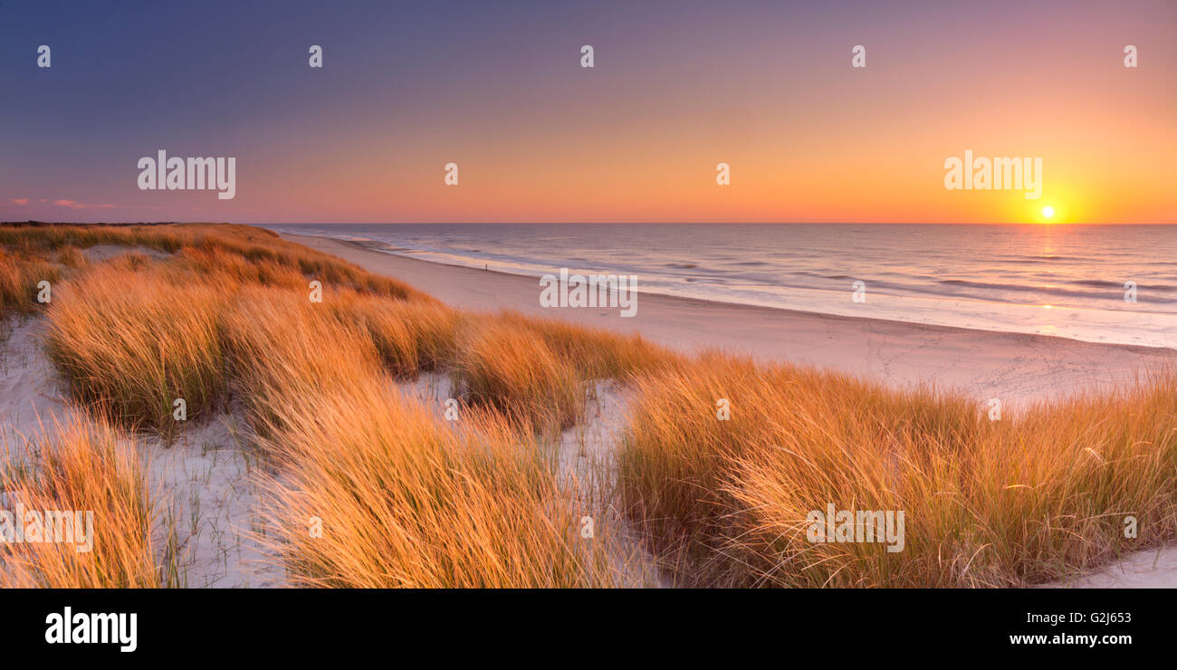 Hohe Dünen mit Dünengras und einem breiten Strand unten. Fotografiert bei Sonnenuntergang auf der Insel Texel in den Niederlanden. Stockfoto