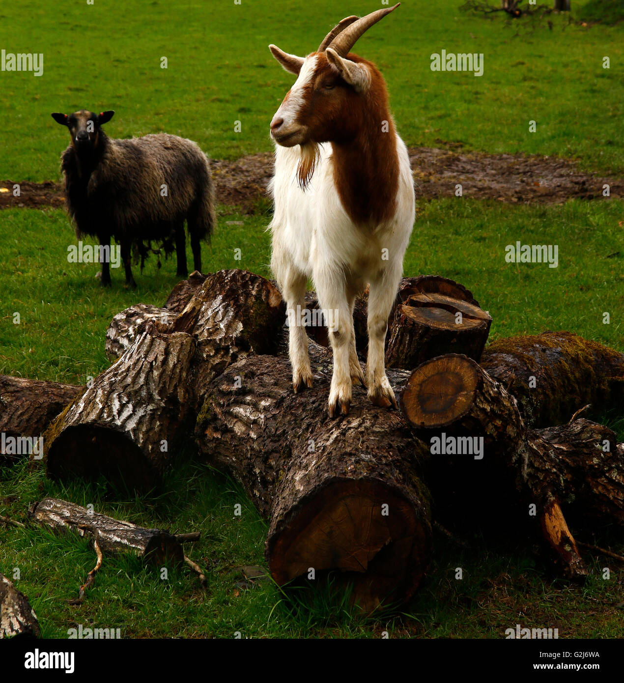 Inland, Boer Ziegen genießen das Leben in Ullacombe Hofladen auf Dartmoor in Devon Stockfoto