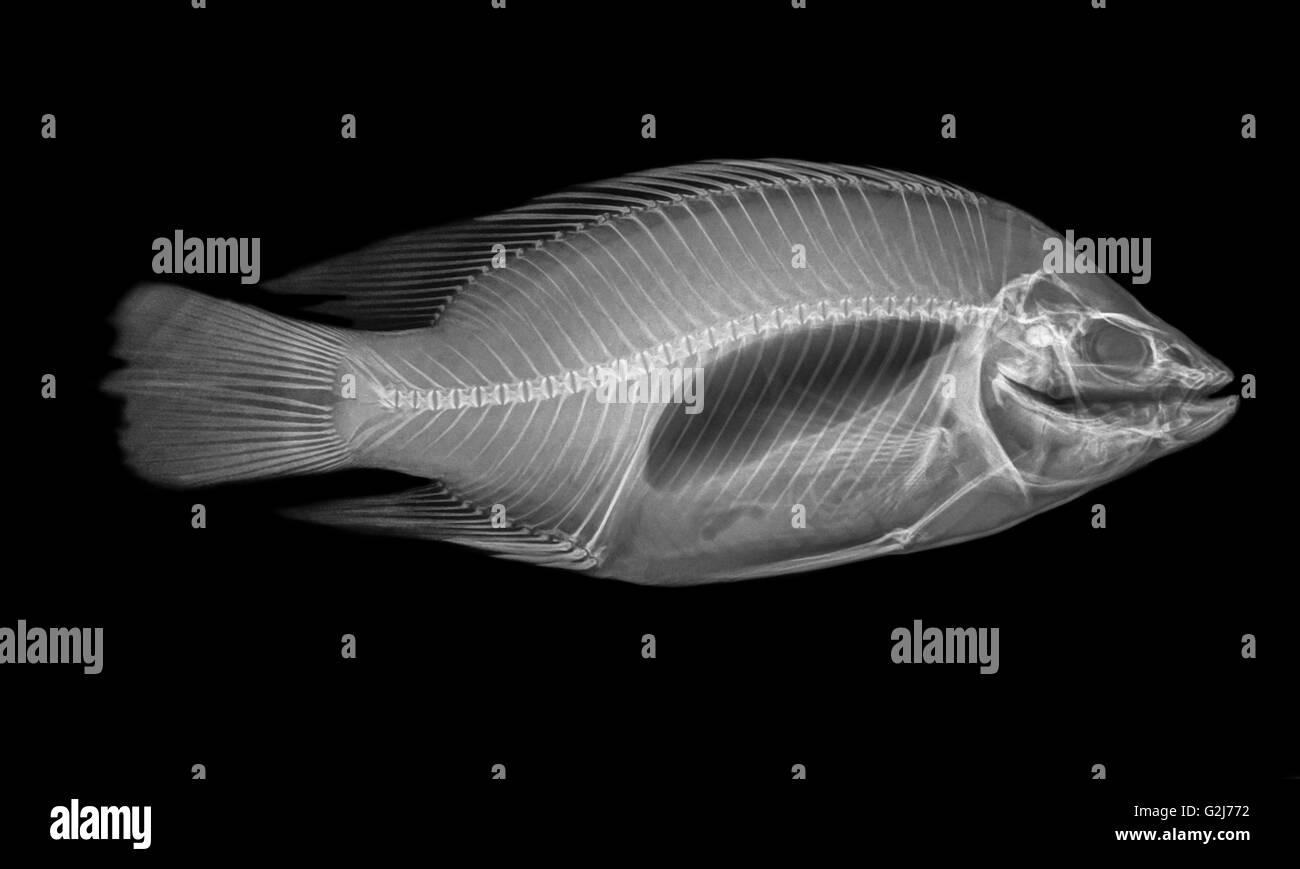 Seitenansicht Röntgen eines Fisches auf schwarzem Hintergrund Stockfoto