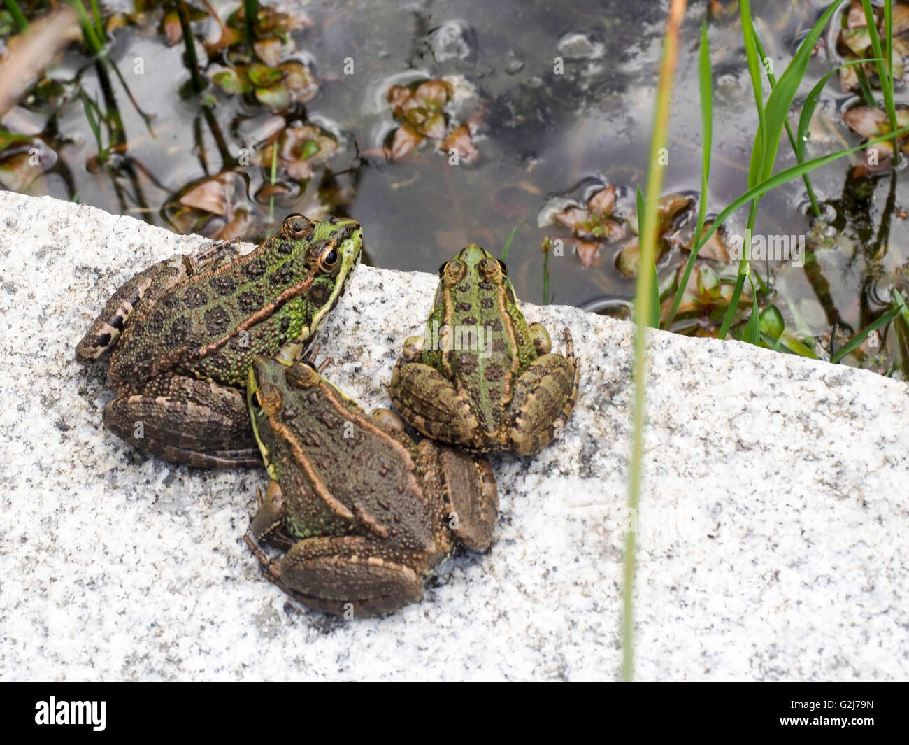 Grüne kröten Fotos und Bildmaterial in hoher Auflösung Alamy