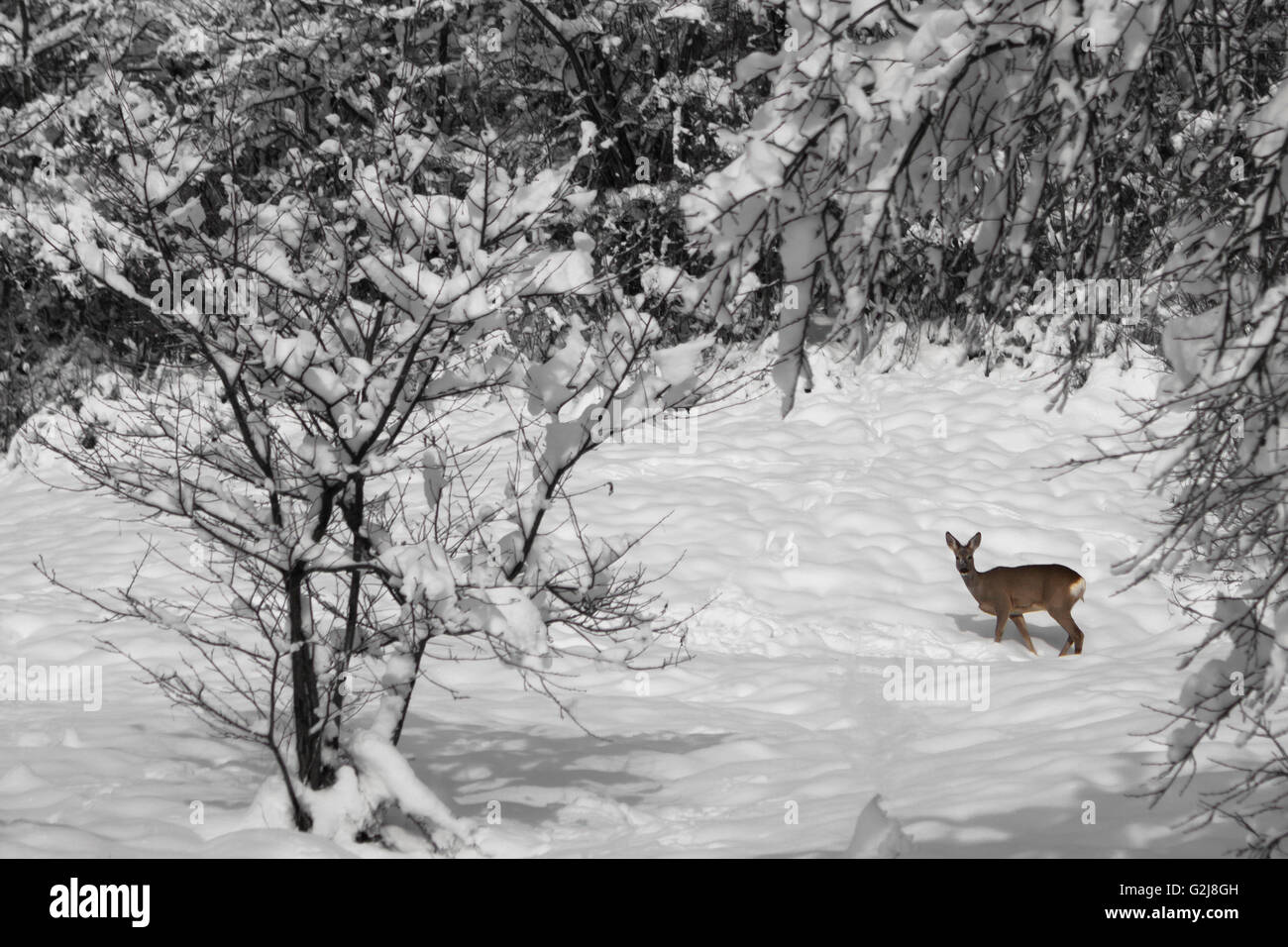 einziges kleines Reh im Schnee bedeckt Wald Stockfoto