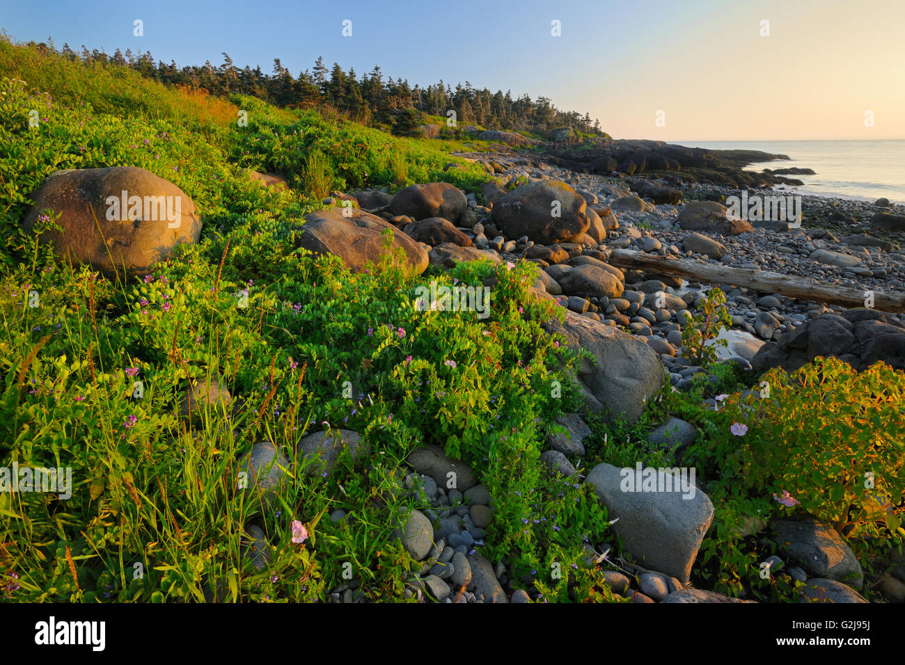 Sonnenuntergang am Strand mit Algen in Flower's Cove Long Island an der Digby Neck Nova Scotia Kanada Stockfoto