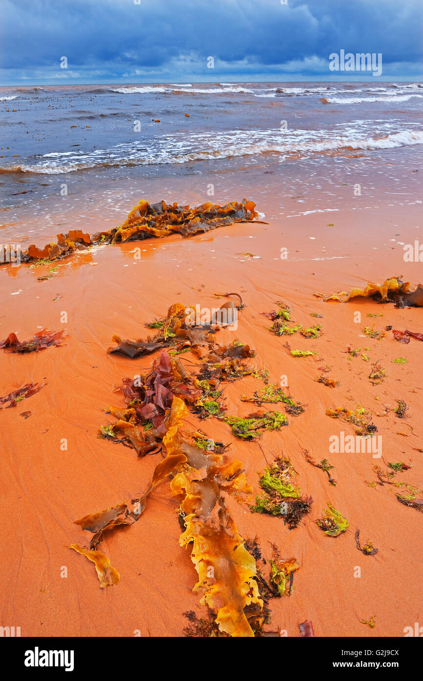 Algen, Gräser und Felsen auf rotem Sand am Strand von St.-Lorenz-Golf Stockfoto