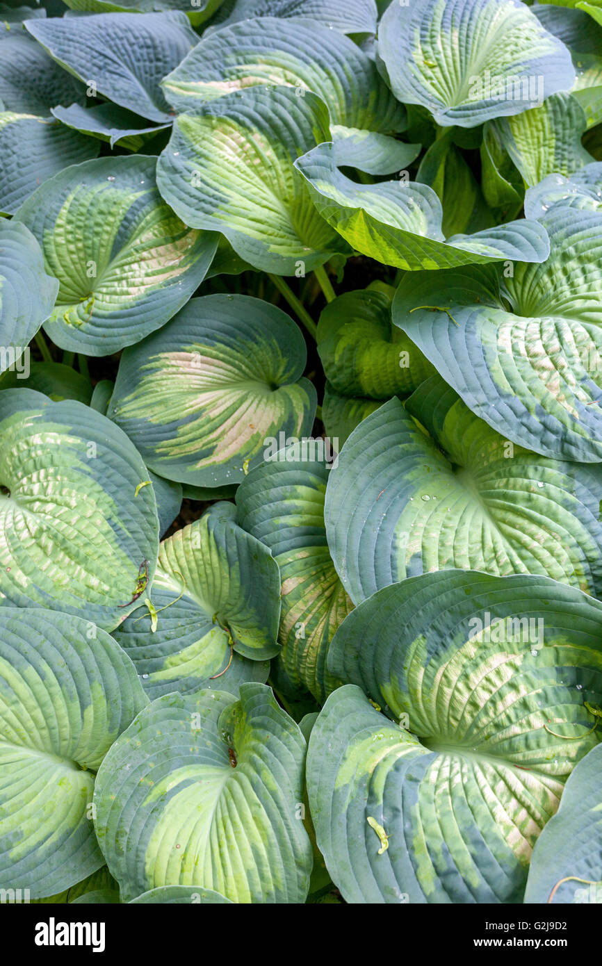 Die Hostas' Farbe Herrlichkeit", grosse Blätter Stockfoto