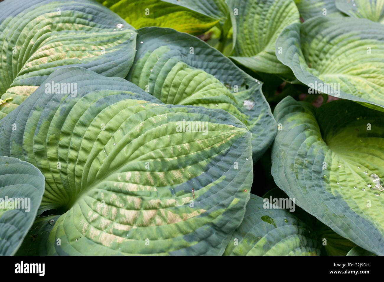 Die Hostas' Farbe Herrlichkeit", grosse Blätter Stockfoto