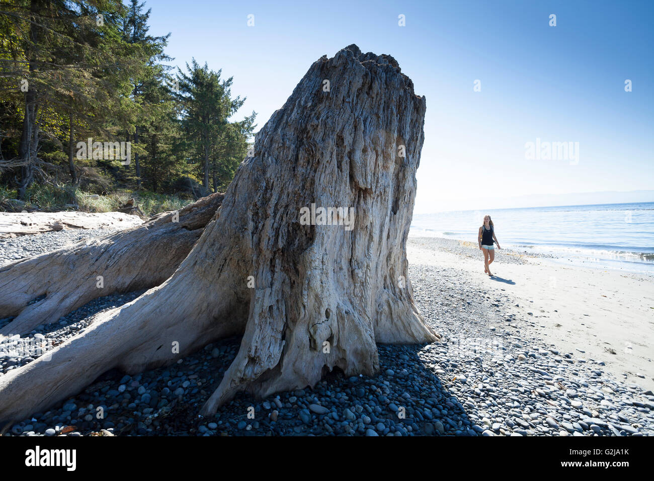 Eine junge Frau geht vorbei an einem riesigen Treibholz stumpf auf Französisch Beach Provincial Park, Vancouver Island, BC, Kanada. Stockfoto