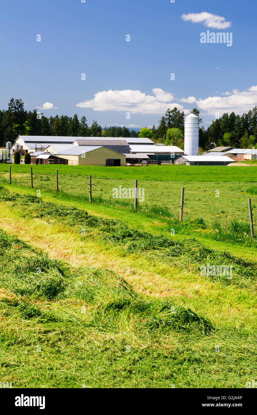 Geschnittene Heu legt in einem Feld in der Nähe von einem Bauernhof in Cowichan Bay, British Columbia. Stockfoto
