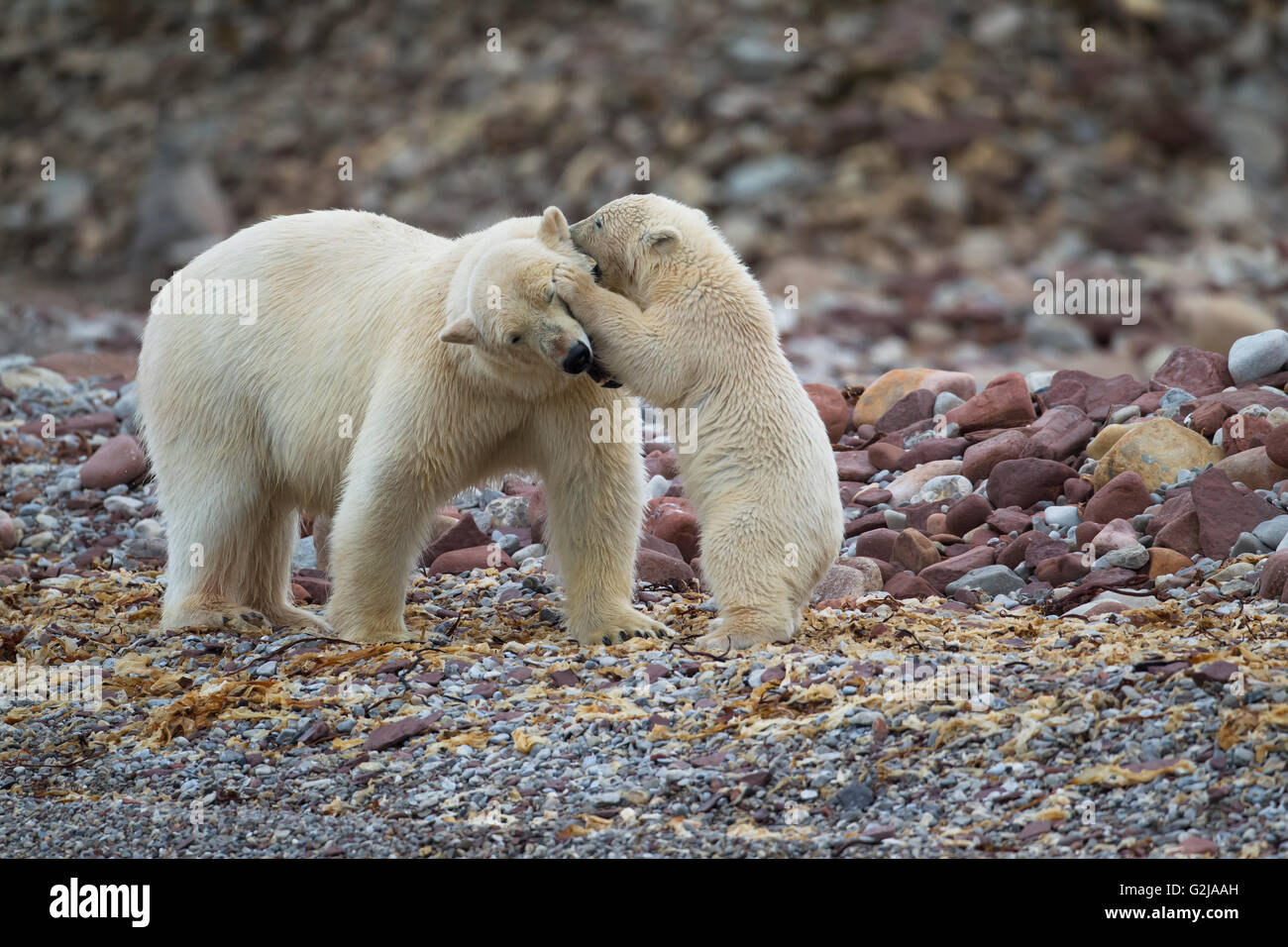 Eisbär Ursus Maritimus, spielen am Strand, Spitzbergen, Norwegen Stockfoto