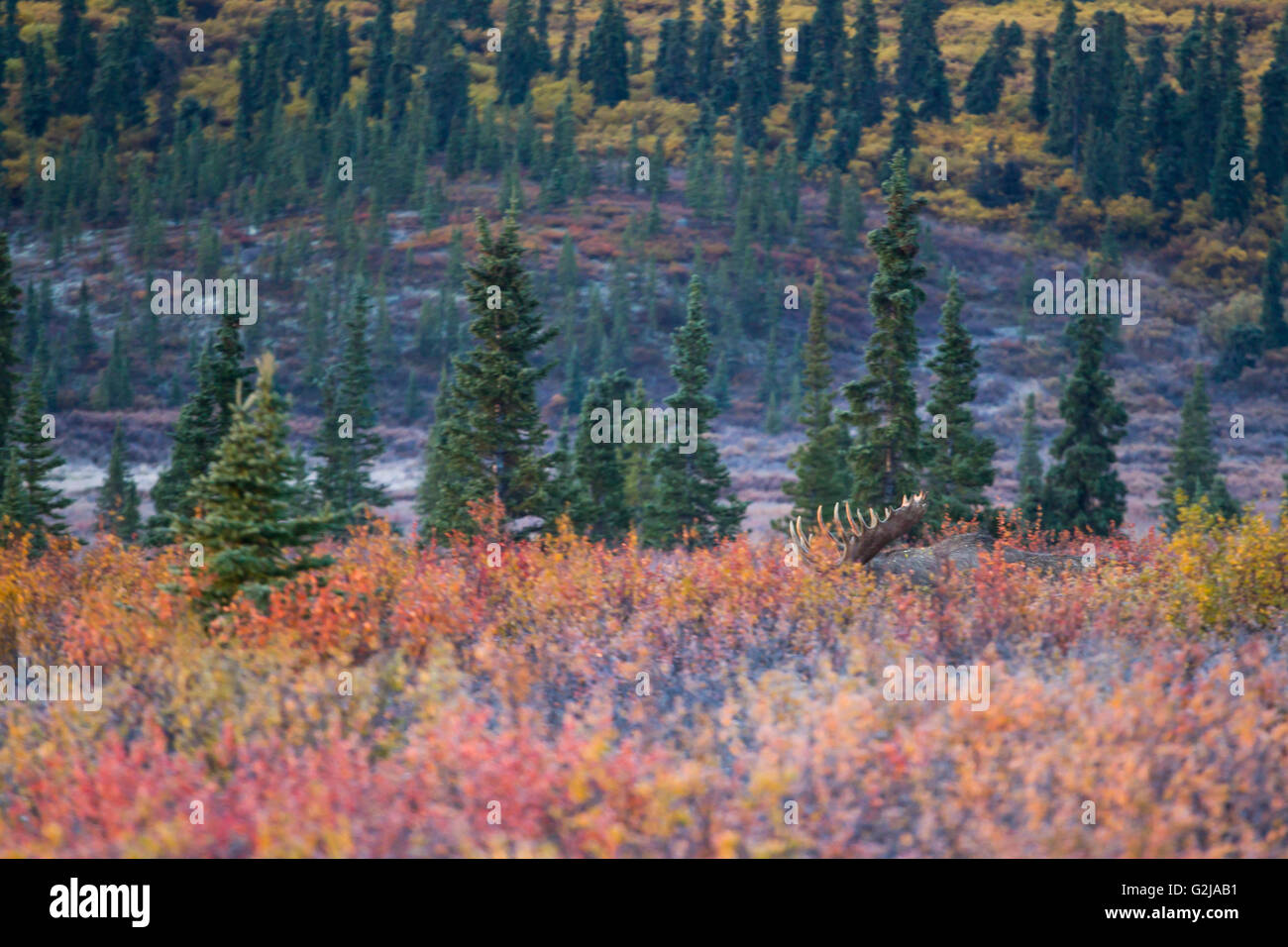 Elch, Alces Alces, In der Wald-Tundra, Alaska Stockfoto