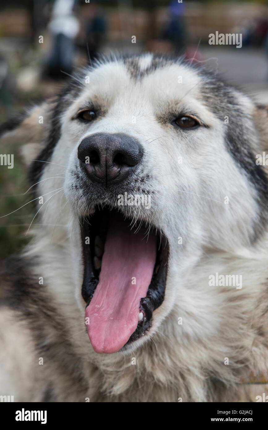 Hund mit Halsband Stockfoto