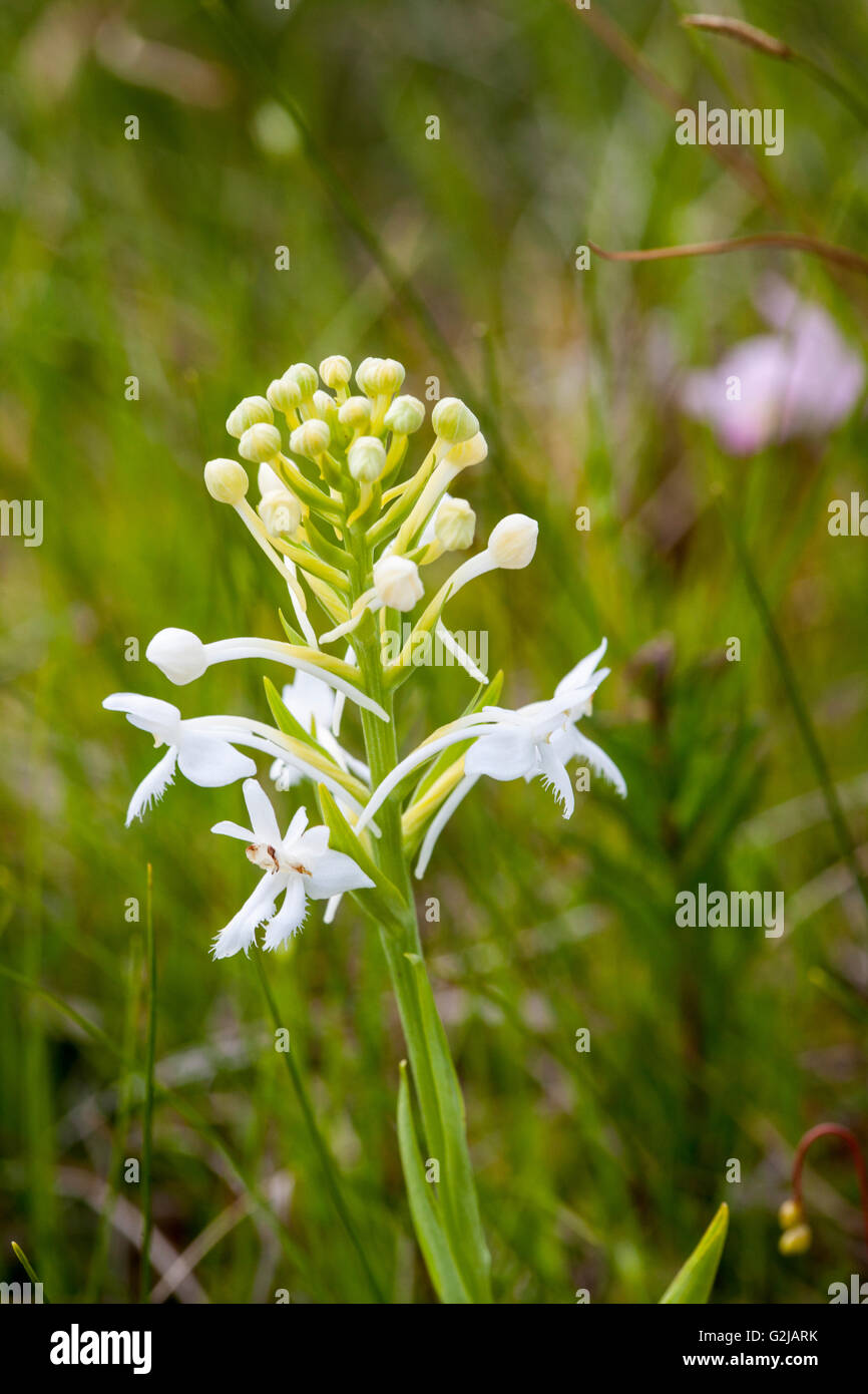 Weiss Fringed Orchis Platanthera Blephariglottis White Fringed Orchid In Cape Breton Highlands National Park Nova Scotia Stockfotografie Alamy