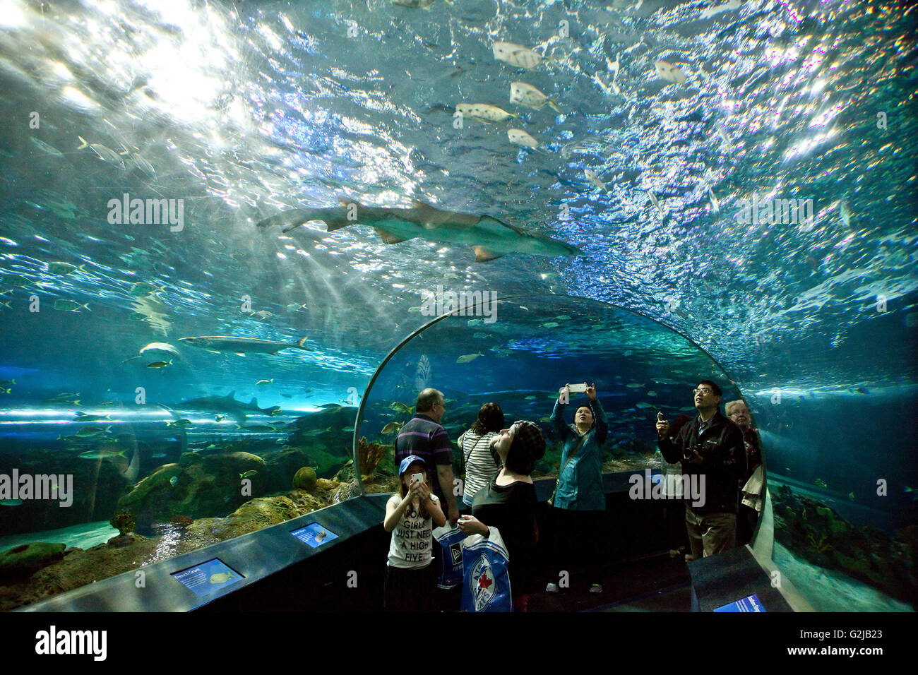 Besucher genießen Dangerous Lagune am Laufband am Riply des Aquarium of Canada auf Basis des CN Tower in Toronto, Kanada. Stockfoto