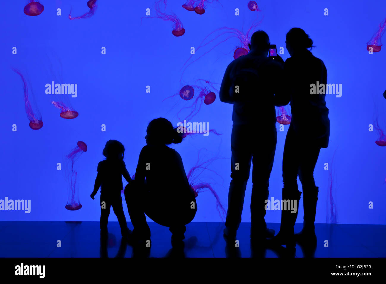 Besucher sehen Quallen in Planet Gelees Galerie am Riply des Aquarium of Canada auf Basis des CN Tower in Toronto, Kanada Stockfoto