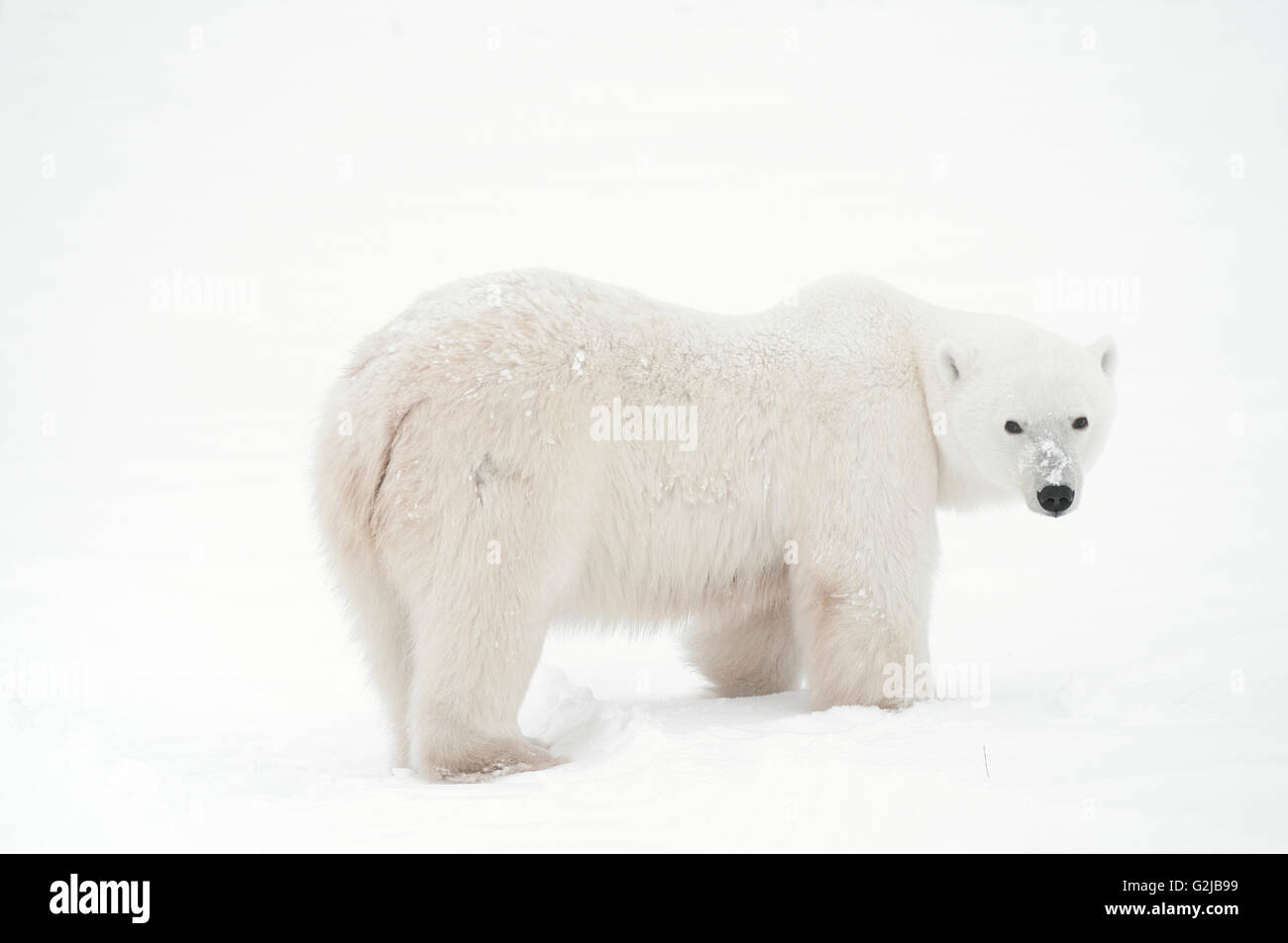 Eisbär Ursus Maritimus auf gefrorene Tundra, Churchill, Manitoba, Kanada Stockfoto