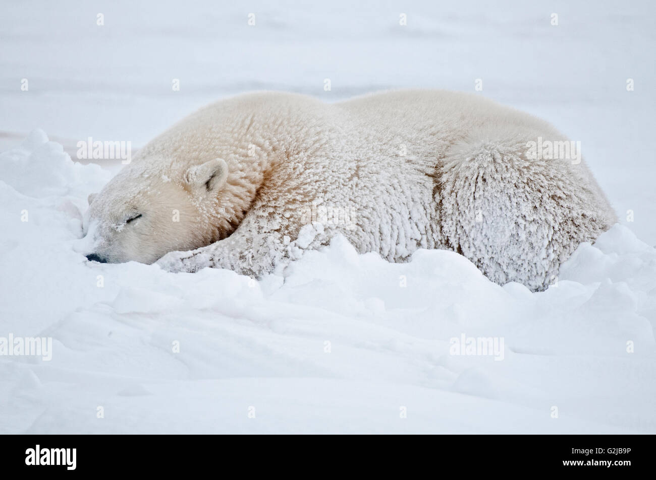 Eisbär Ursus Maritimus liegen auf gefrorene Tundra, Churchill, Manitoba, Kanada Stockfoto