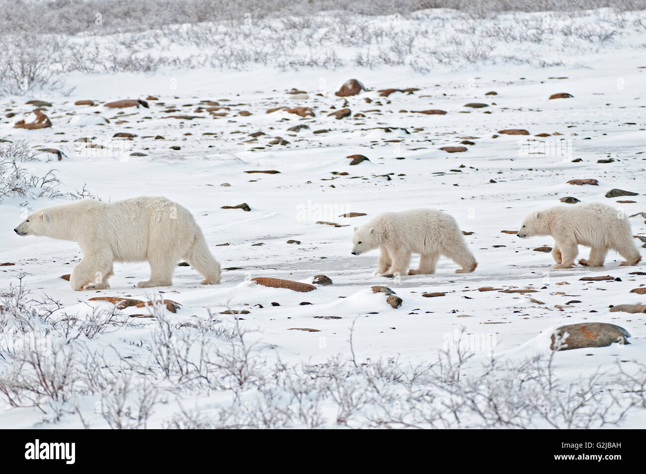 Eisbär-Sau und zwei jungen Ursus Maritimus auf gefrorene Tundra, Churchill, Manitoba, Kanada Stockfoto