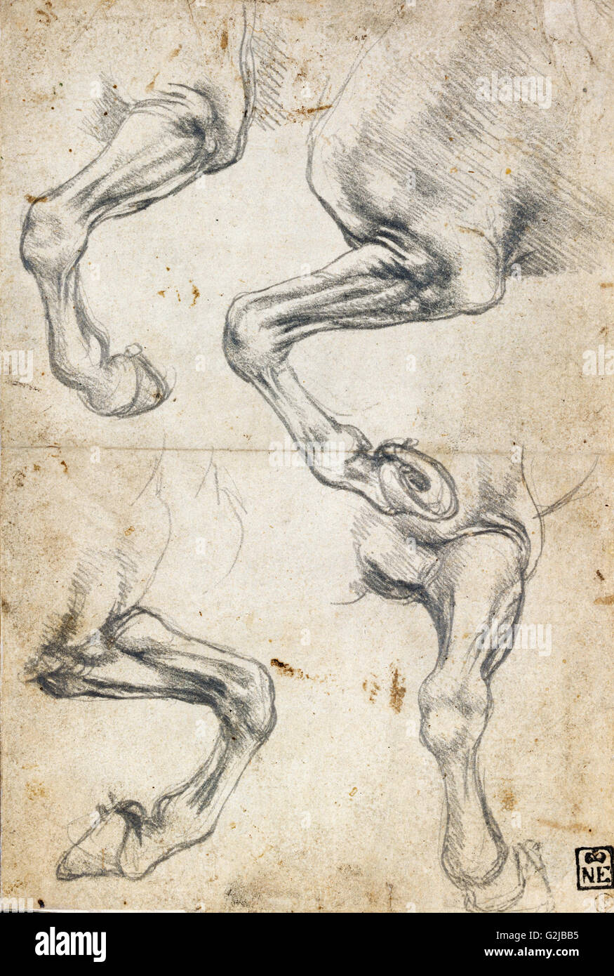 Leonardo da Vinci - Studien des Pferdes Bein - Museum of Fine Arts, Budapest Stockfoto