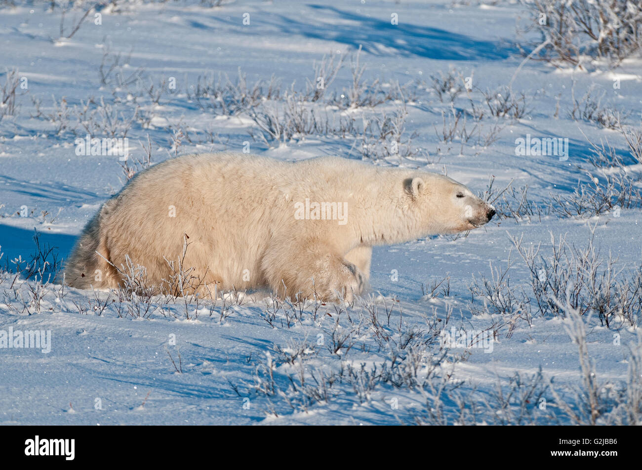Eisbär Ursus Maritimus auf gefrorene Tundra, Churchill, Manitoba, Kanada Stockfoto