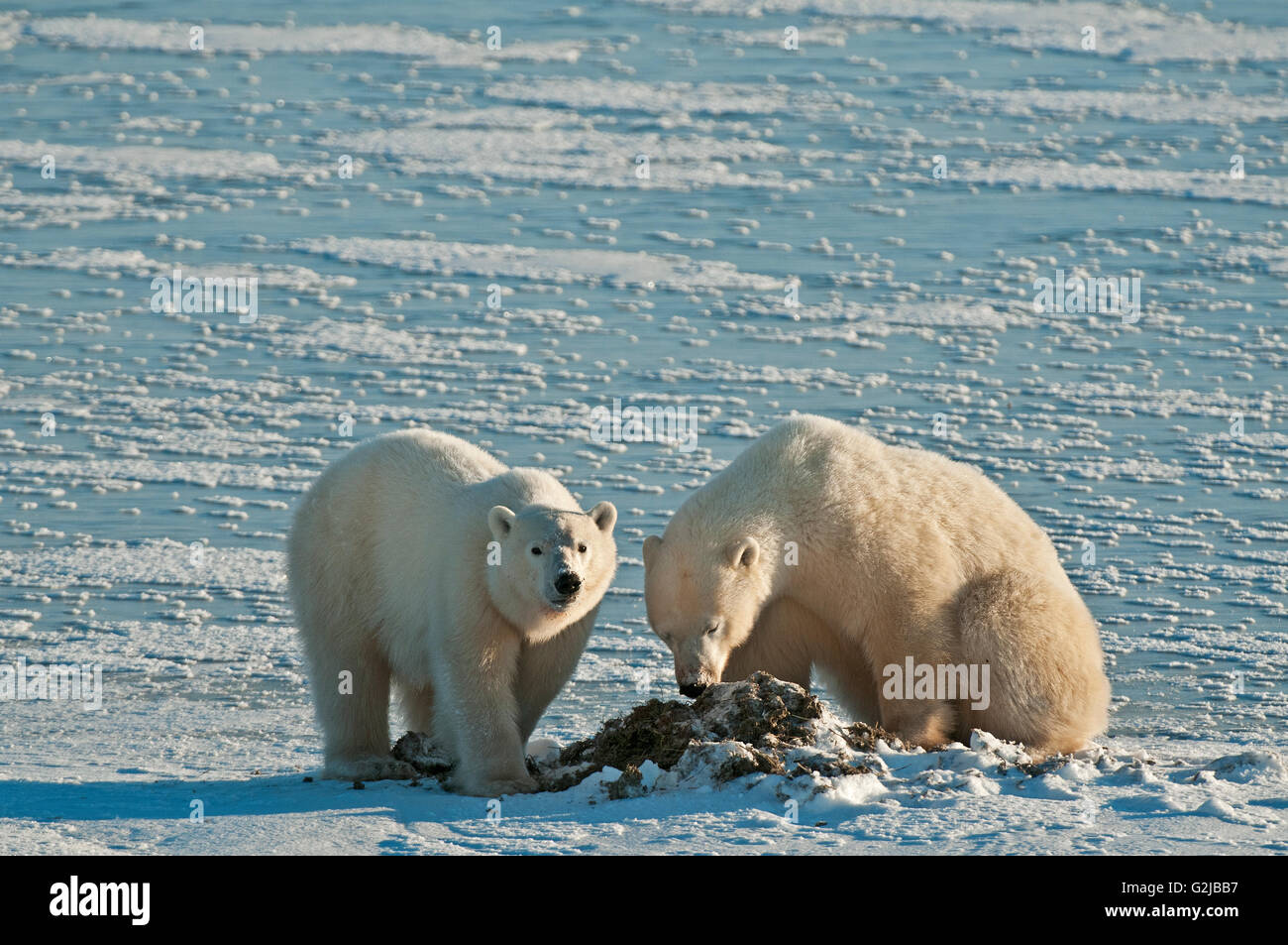 Eisbären Ursus Maritimus essen Algen auf gefrorene Tundra, Churchill, Manitoba, Kanada Stockfoto