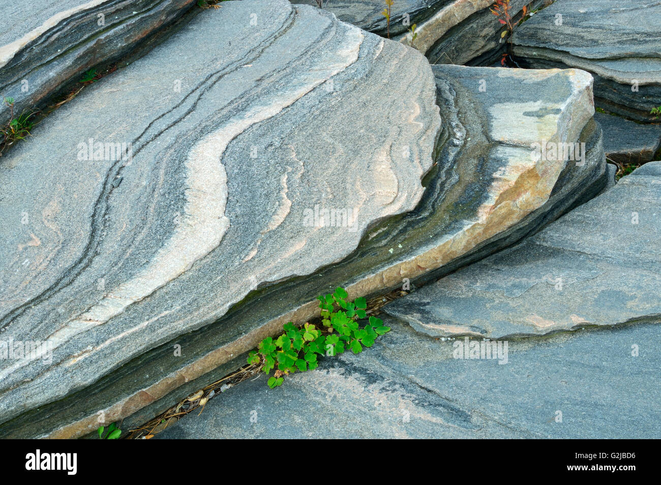 Detail der präkambrischen Schild Rock, Killbear Provincial Park, Ontario, Kanada Stockfoto