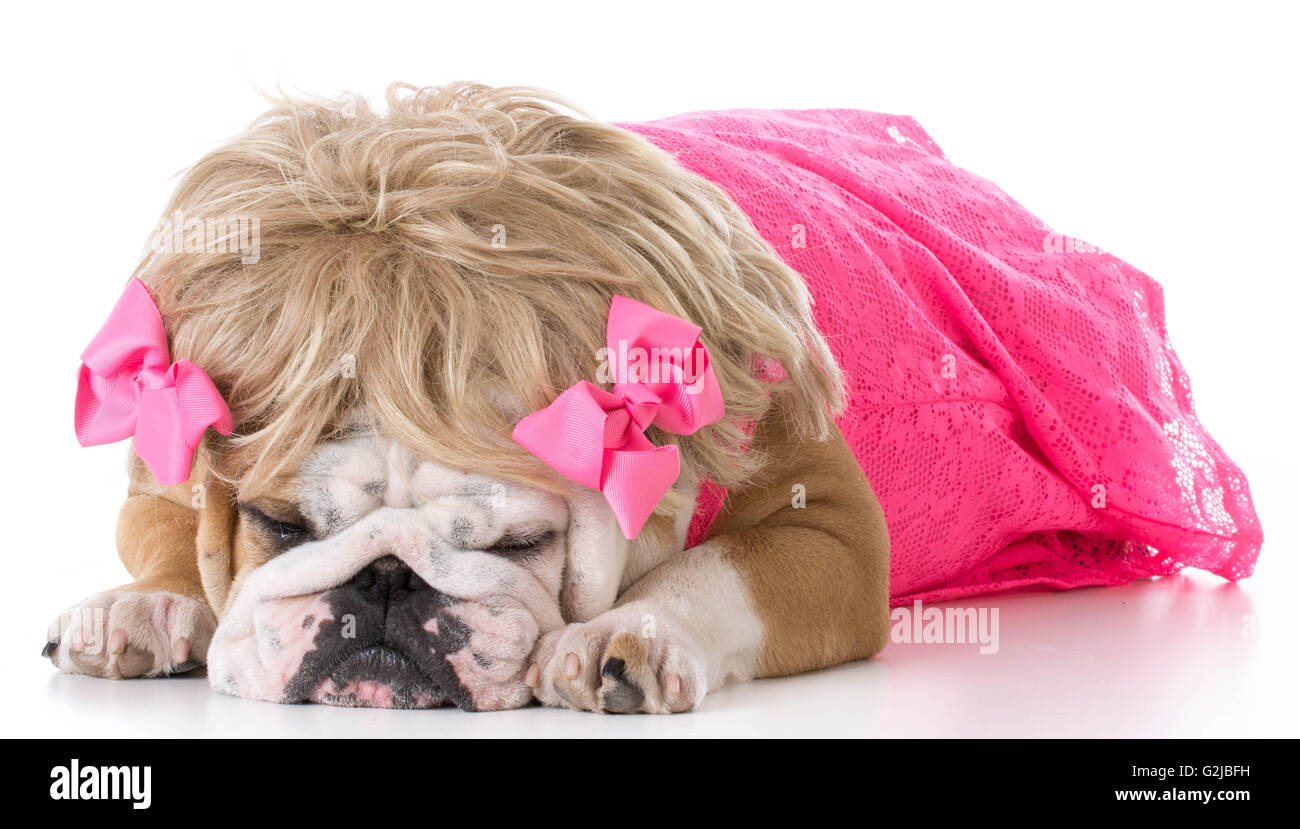 weibliche englische Bulldogge tragen rosa Kleid und blonde Perücke auf weißem Hintergrund Stockfoto