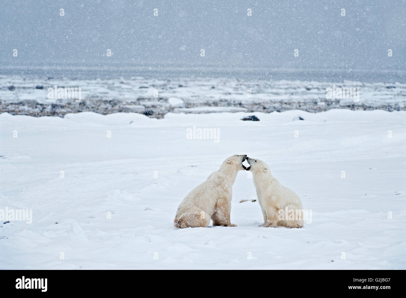 Eisbären sparring Ursus Maritimus auf gefrorene Tundra, Churchill, Manitoba, Kanada Stockfoto