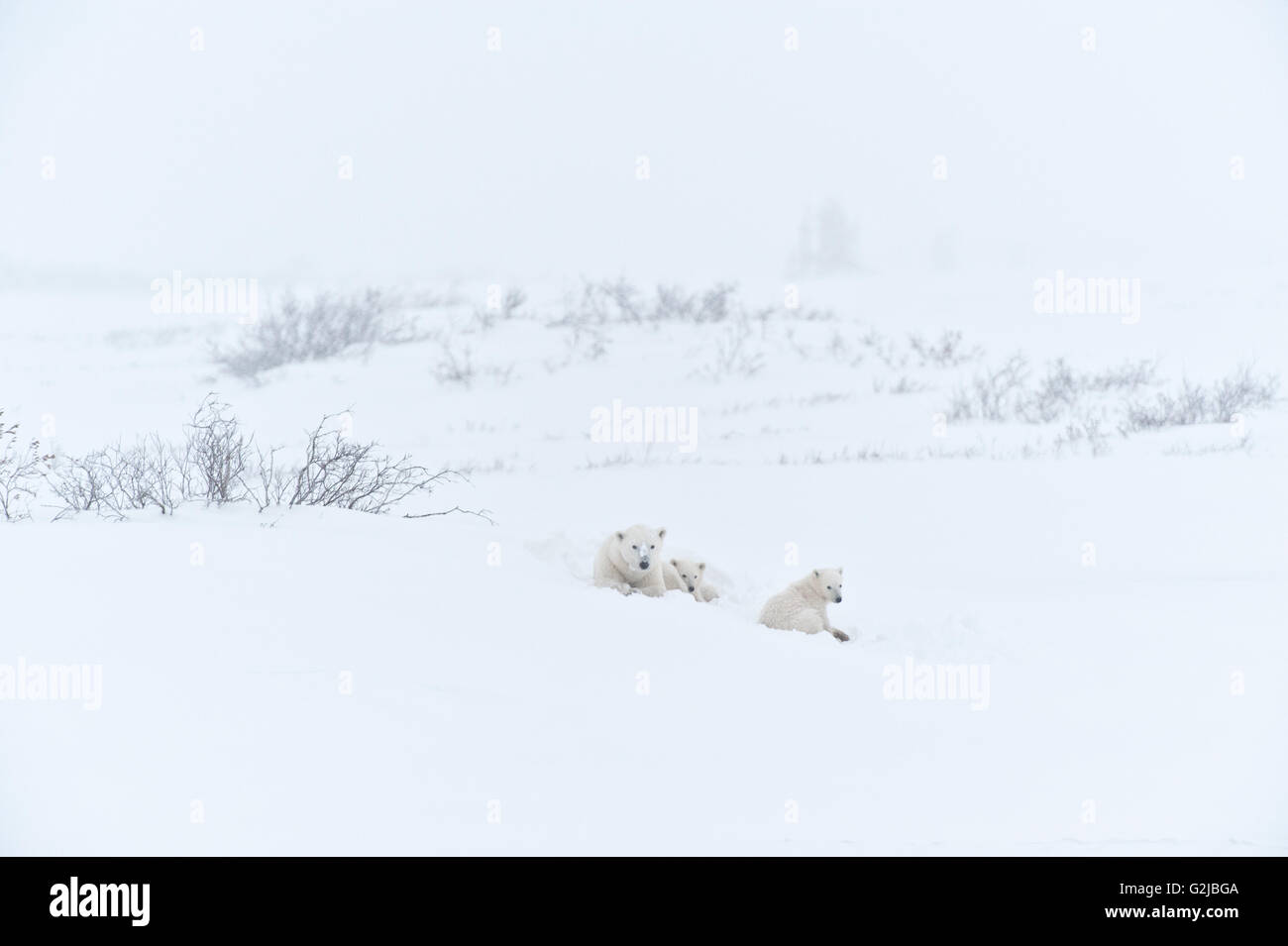 Eisbär-Sau und zwei jungen Ursus Maritimus auf gefrorene Tundra Churchill, Manitoba, Kanada Stockfoto