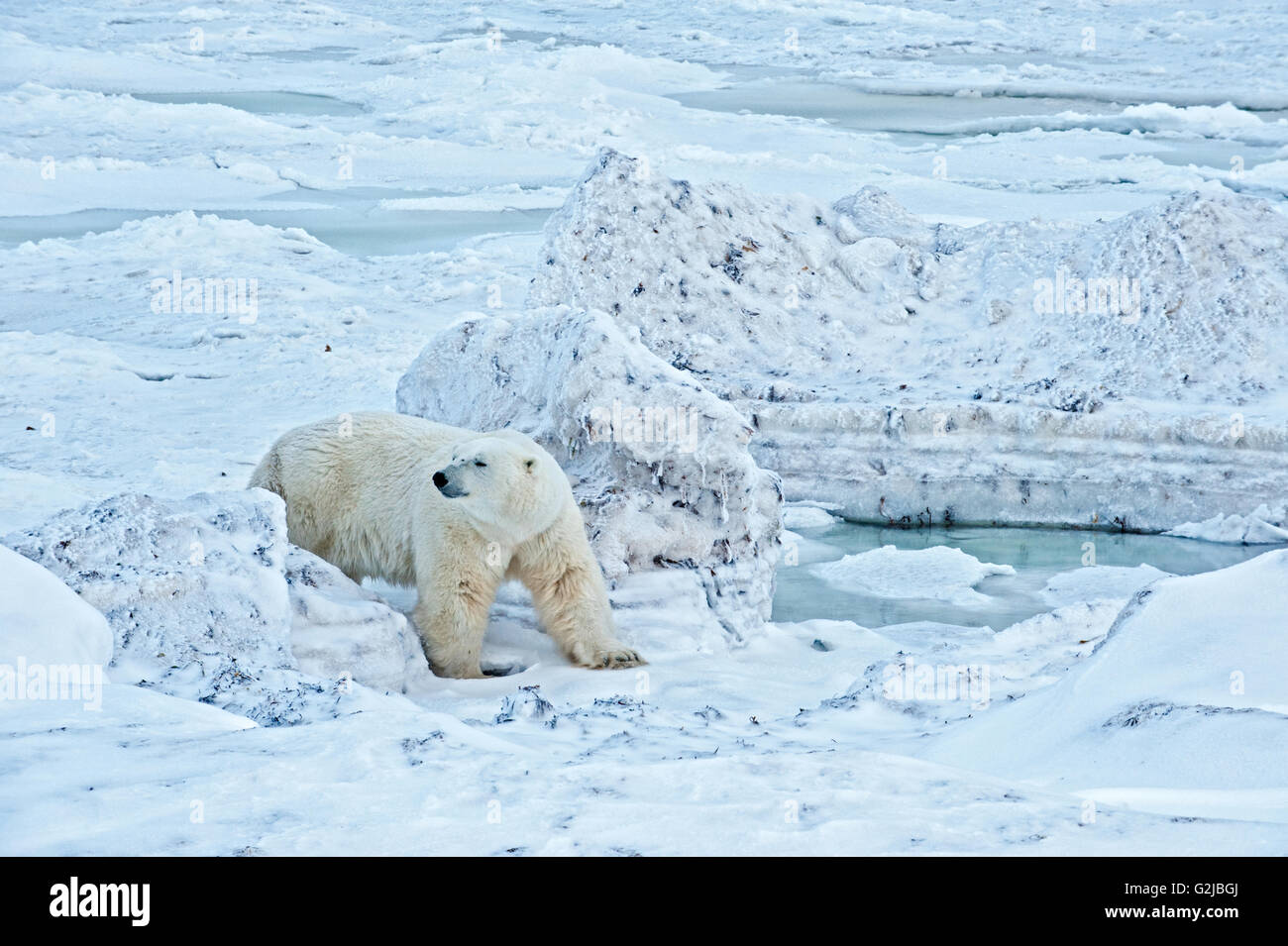 Eisbären Ursus Maritimus auf gefrorene Tundra, Churchill, Manitoba, Kanada Stockfoto