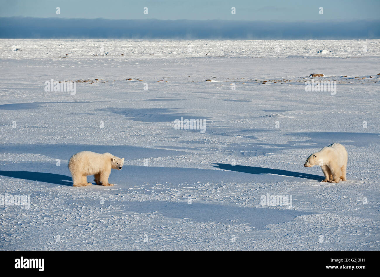 Eisbären Ursus Maritimus auf gefrorene Tundra, Churchill, Manitoba, Kanada Stockfoto