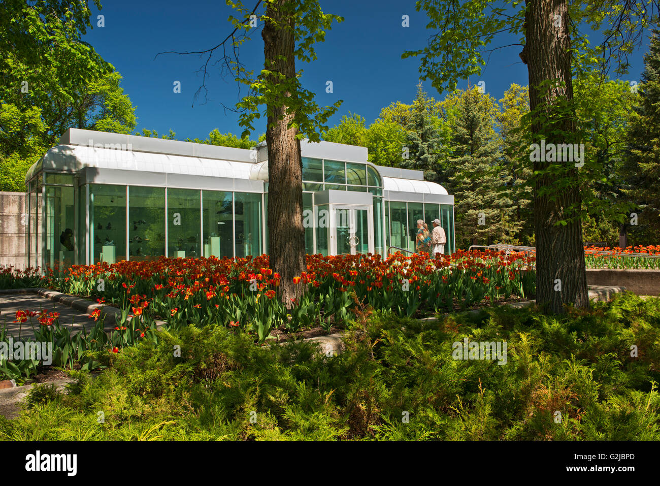 Tulpen und Leo Mol Galerie Leo Mol Sculpture Garden in Assiniboine Park, Winnipeg, Manitoba, Kanada Stockfoto