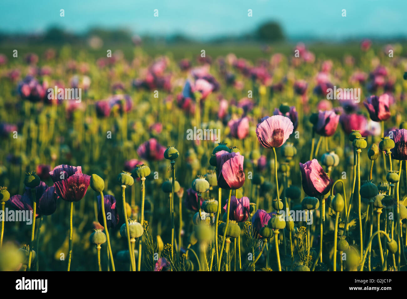 Retro-getönten Schlafmohn Blumenwiese im Sonnenuntergang, selektiven Fokus Stockfoto