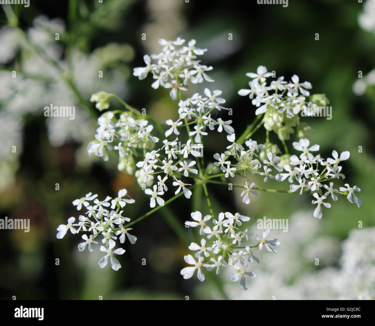 Die zierlichen weißen Blüten Daucus Carota auch bekannt als Wilde Möhre oder Queen Anne es Lace. Stockfoto