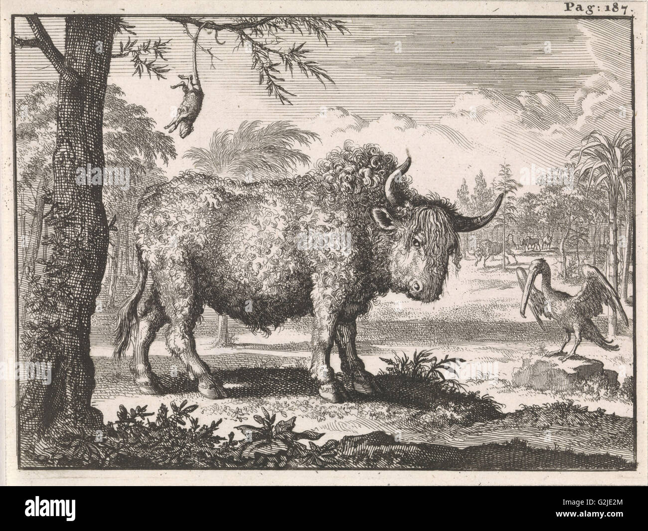 Bison, Opposum und ein Pelikan in einer exotischen Landschaft Caspar Luyken, Willem Broedelet, 1697 Stockfoto