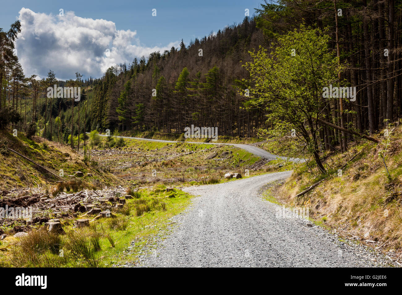 Die alte Edinburgh Straße durch Galloway Forest Park in der Nähe von Murrays Denkmal, Galloway Forest Park, Dumfries & Galloway, Schottland Stockfoto