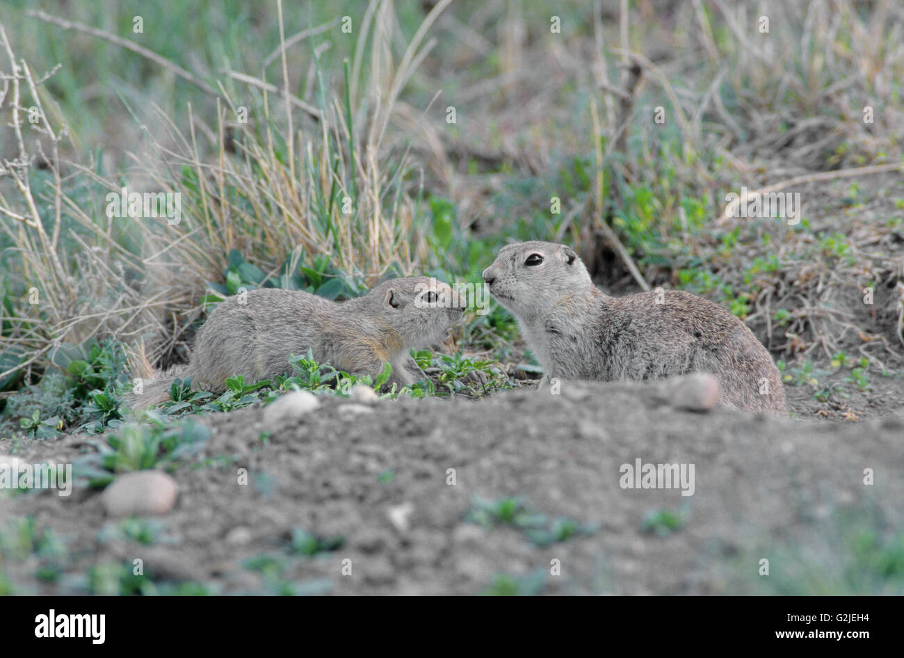 Richardson's Ziesel (Urocitellus Richardsonii) Graben (Flickerail) Erwachsenen & Young es im Südwesten Sasketchewan Stockfoto