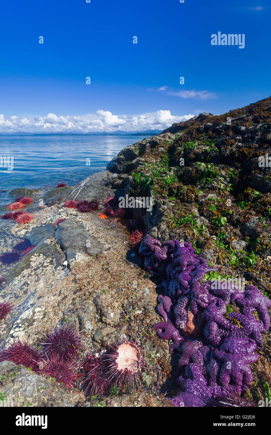 Seeigel lila Seestern drängen sich ein Felsen zu Tage tretenden auf Mitlenatch Insel Mitlenatch Island provincial Park Georgia Strait Stockfoto