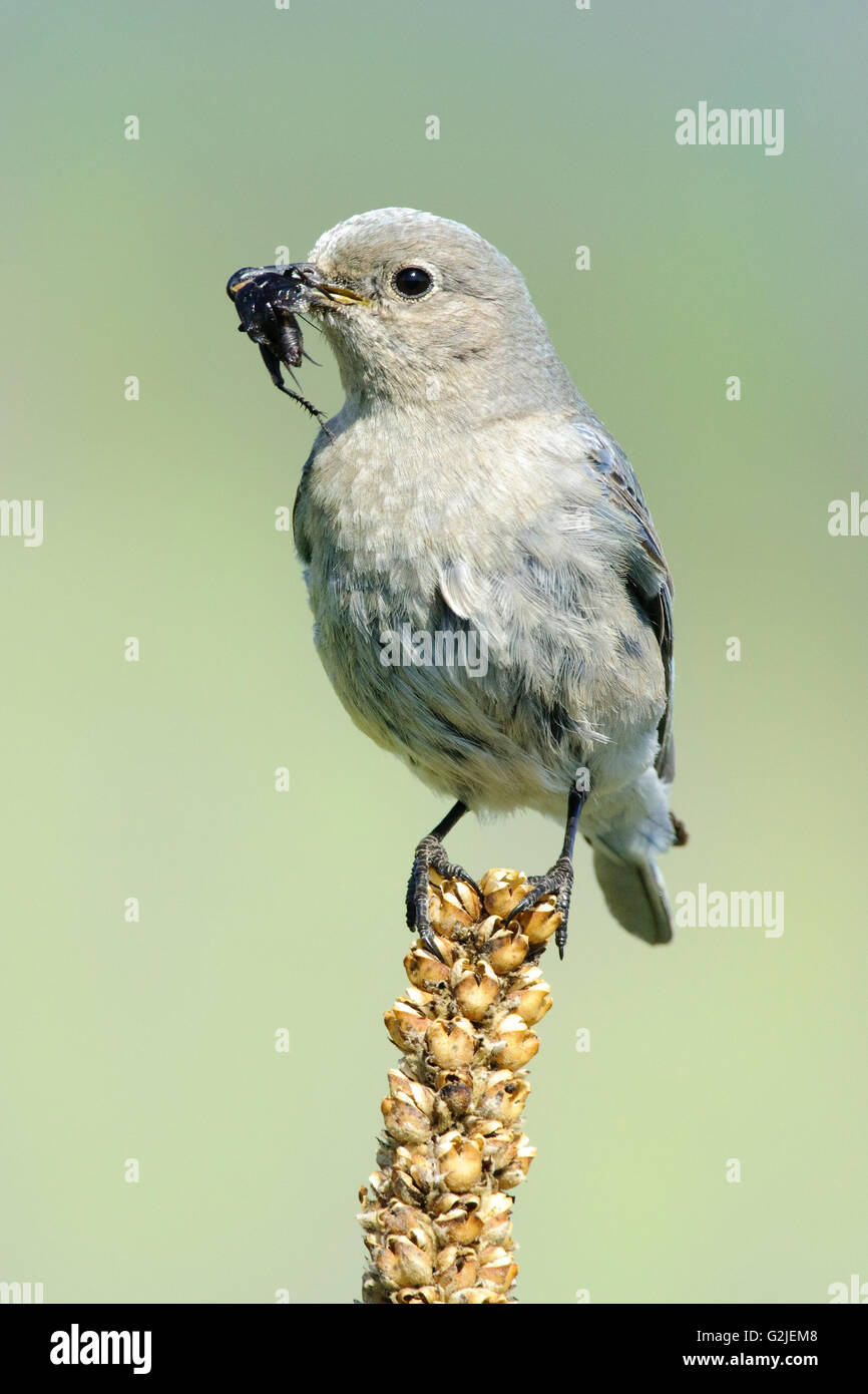 Weibliche Mountain Bluebird (Sialia Currucoides) in einem am Straßenrand Nistkasten, südliche Okanagan Valley, British Columbia Jungen füttert Stockfoto