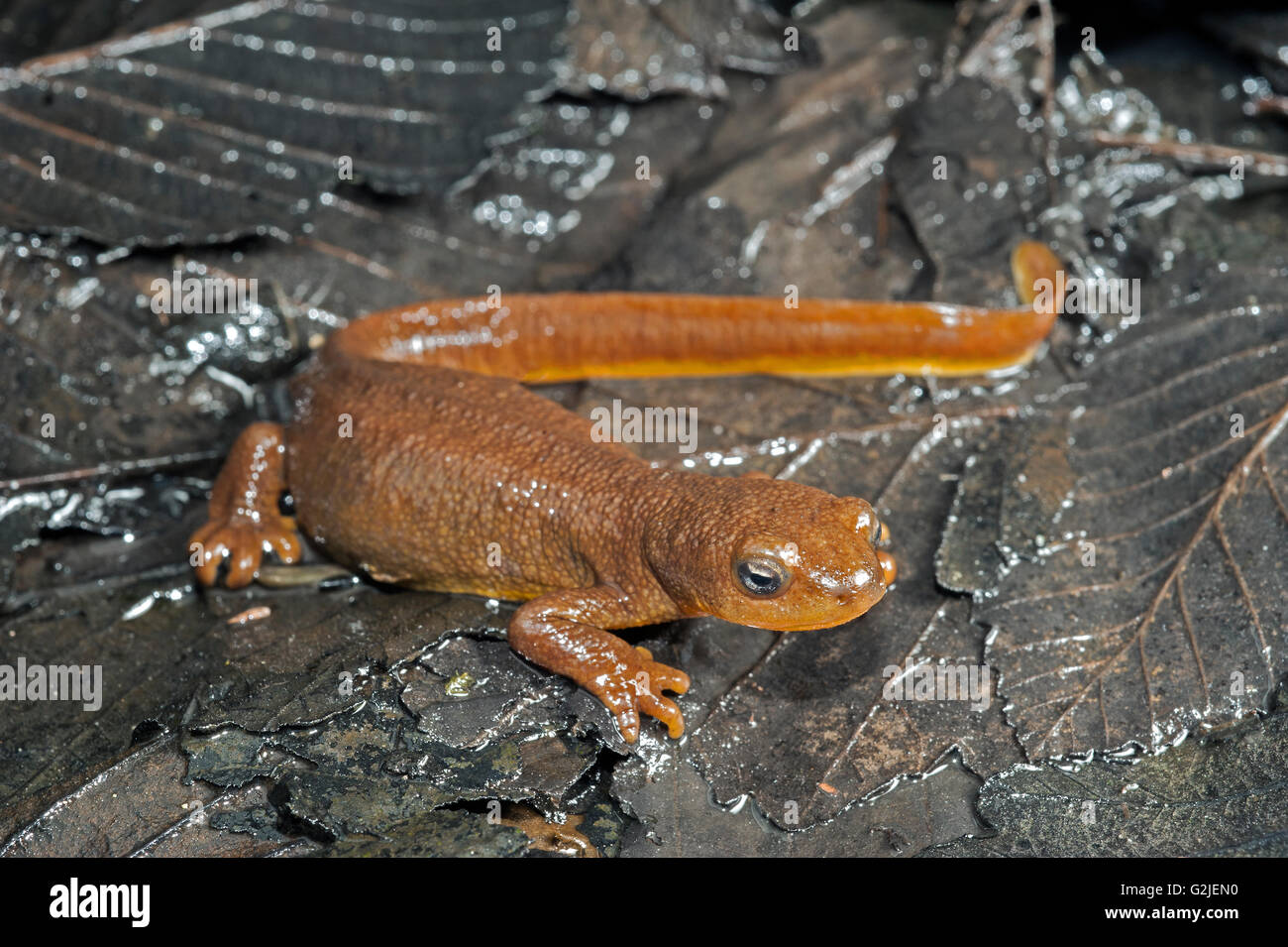 Weibliche rau-enthäuteten Newt (Taricha Granulosa), gemäßigten Regenwälder, zentrale Küste British Columbia, Bella Coola, Kanada Stockfoto