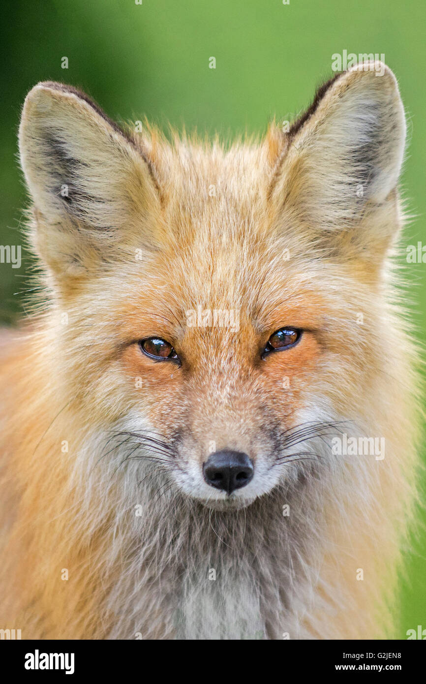 Rotfuchs (Vulpes Vulpes), gemäßigten Regenwald, Küsten Britisch-Kolumbien, Kanada Stockfoto