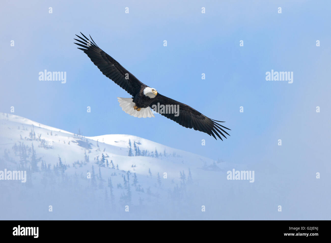 Erwachsenen Weißkopf-Seeadler (Haliaeetus Leucocephalus), gemäßigten Regenwald, Küsten Britisch-Kolumbien, Kanada Stockfoto