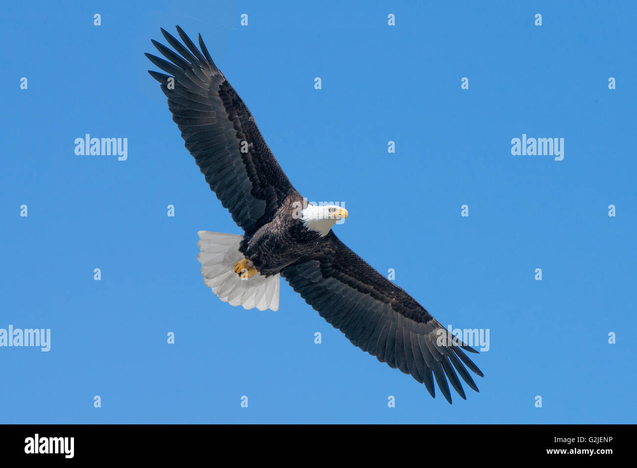Erwachsenen Weißkopf-Seeadler (Haliaeetus Leucocephalus), gemäßigten Regenwald, Küsten Britisch-Kolumbien, Kanada Stockfoto